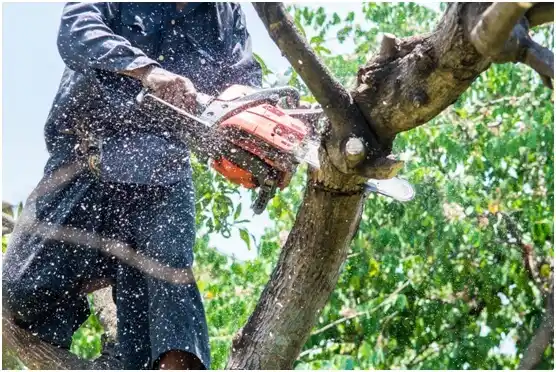 tree services Wildwood